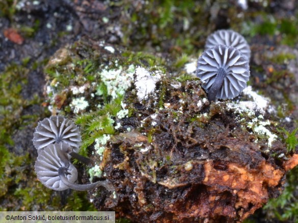 Mycena pseudocorticola