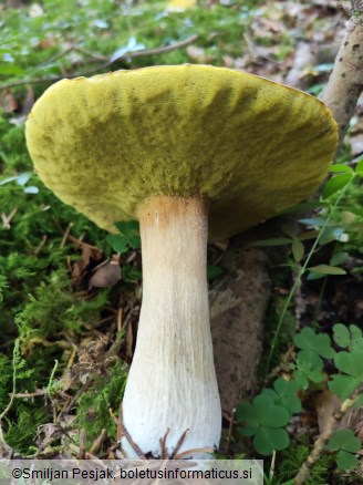 Boletus edulis
