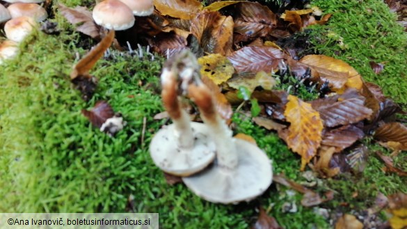 Hypholoma sublateritium
