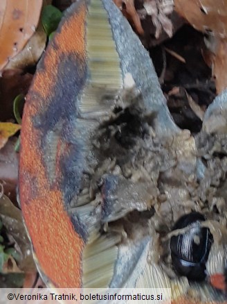 Neoboletus xanthopus