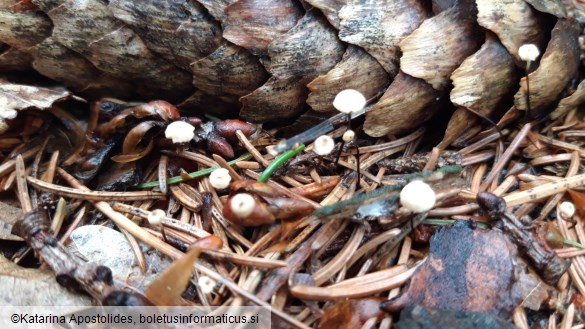 Marasmius bulliardii f. acicola