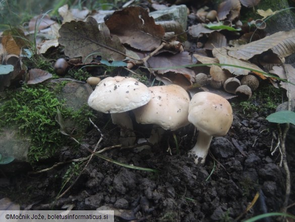 Hebeloma sinapizans
