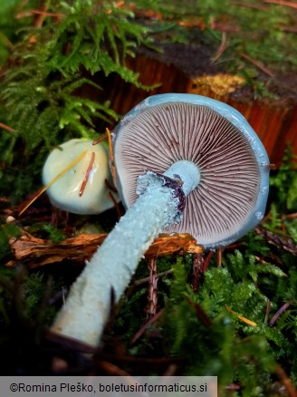 Stropharia aeruginosa