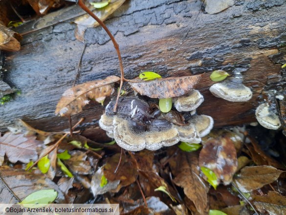 Auricularia mesenterica