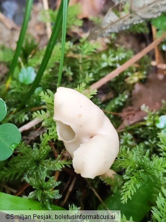 Helvella elastica
