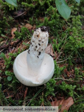 Russula virescens