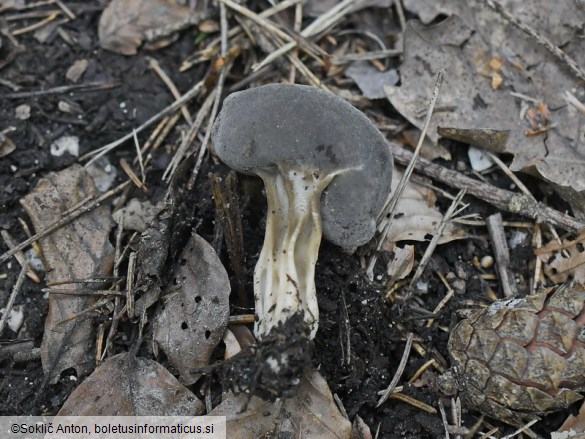 Helvella solitaria
