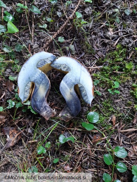 Cyanoboletus pulverulentus