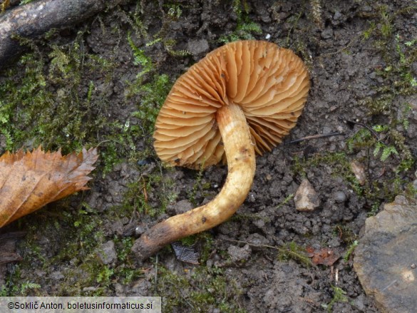 Conocybe brunnea