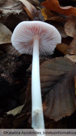 Mycena rosea