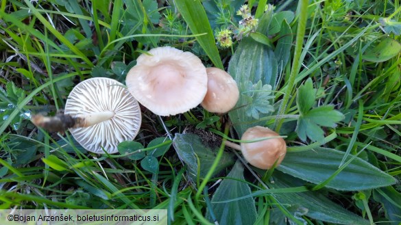 Marasmius oreades