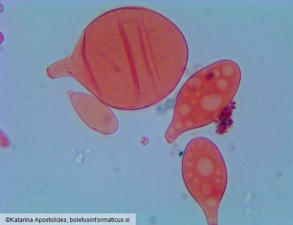 Pluteus vellingae