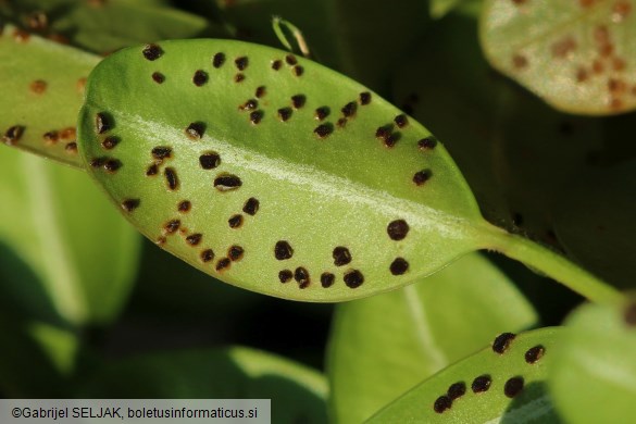 Puccinia buxi