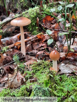 Amanita fulva