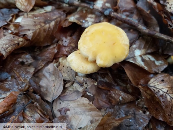 Cantharellus pallens