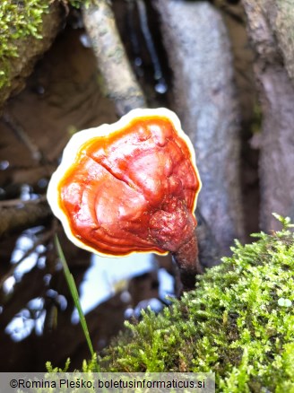 Ganoderma lucidum