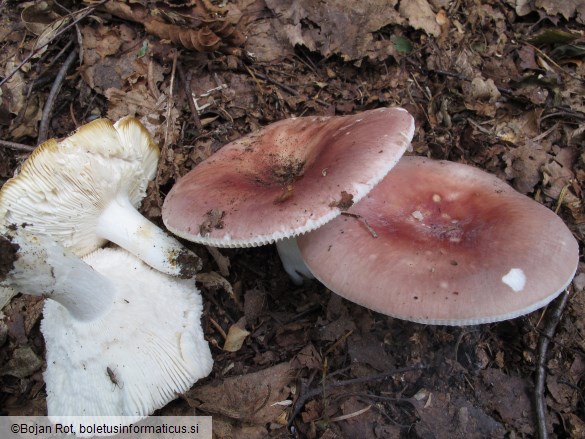 Russula vesca