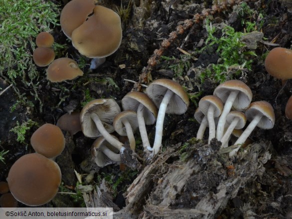 Psathyrella piluliformis