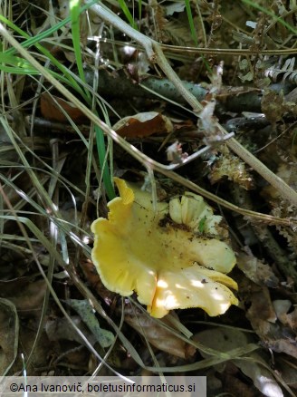 Cantharellus cibarius