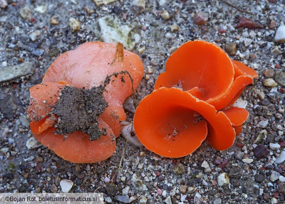 Aleuria aurantia
