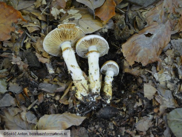 Cortinarius vulpinus