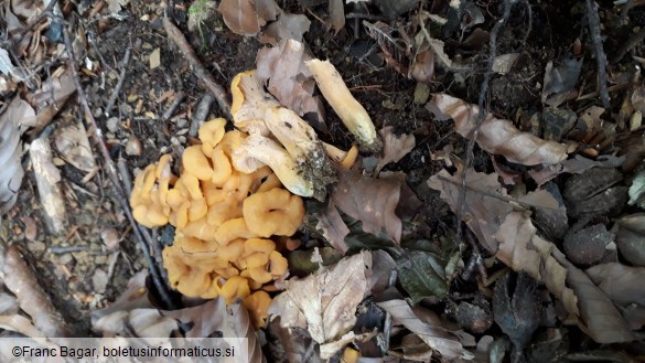 Cantharellus cibarius var. ianthinoxanthus
