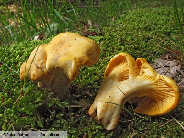 Cantharellus cibarius