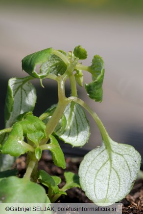 Plasmopara obducens