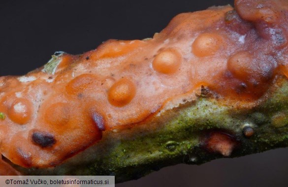 Marchandiomyces quercinus