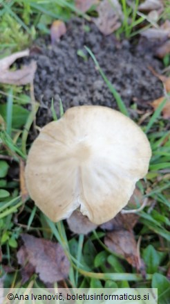 Hymenopellis radicata