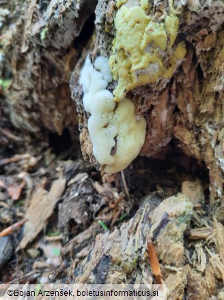 Ceratiomyxa porioides