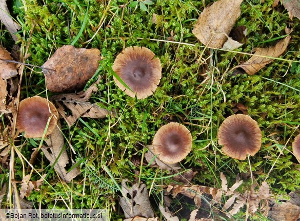 Cortinarius umbrinolens