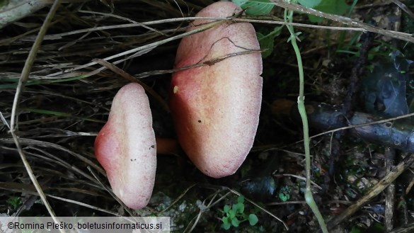 Tricholomopsis rutilans