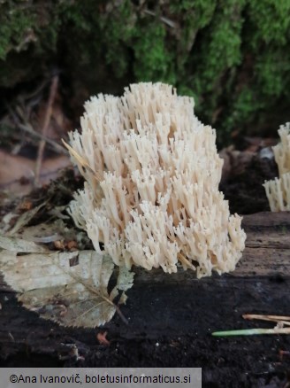 Artomyces pyxidatus