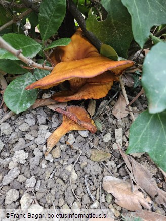 Omphalotus olearius