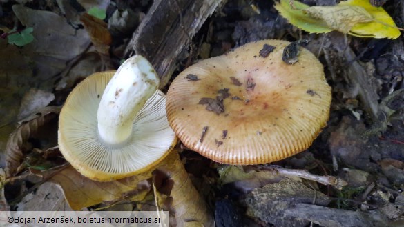 Russula grata