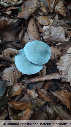 Clitocybe odora