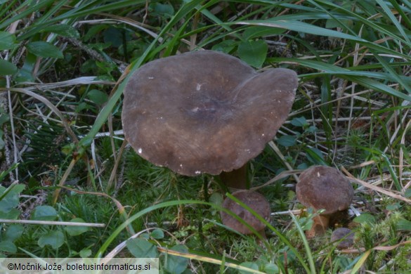 Lactarius picinus