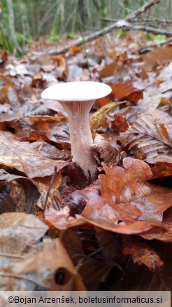 Infundibulicybe geotropa