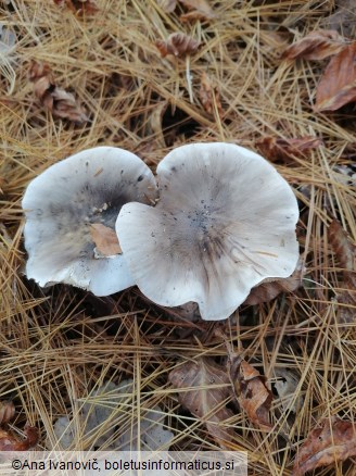 Tricholoma portentosum