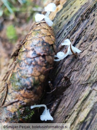 Delicatula integrella