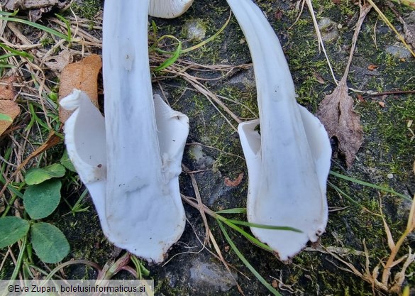 Amanita huijsmanii