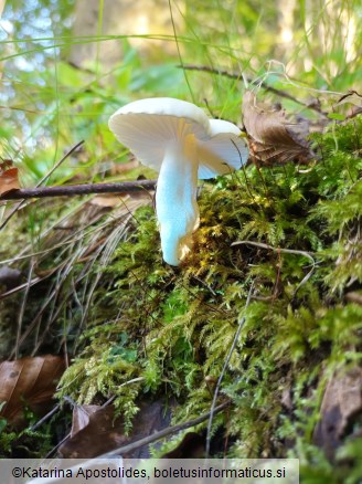 Hygrophorus cossus