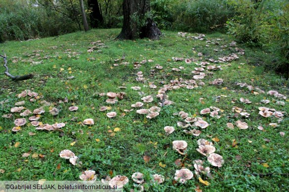 Lactarius controversus