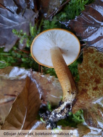 Tricholoma aurantium