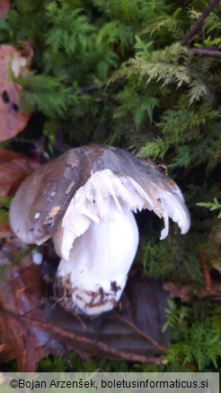 Tricholoma portentosum