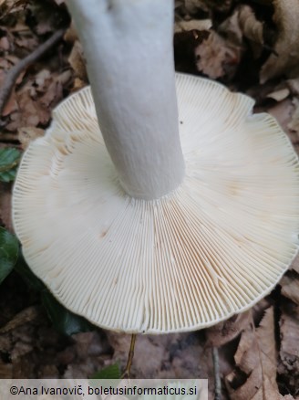 Russula pseudoaeruginea