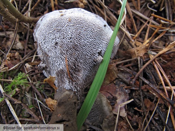 Phellodon niger