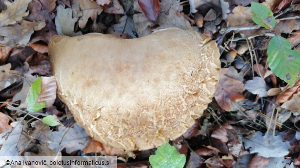 Boletus edulis