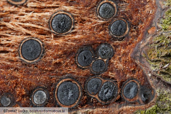 Massaria conspurcata